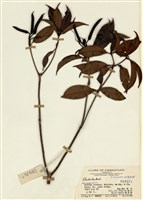 藏品(石榴花)的圖片